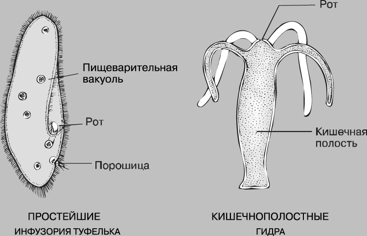 Мега ссылка на площадку